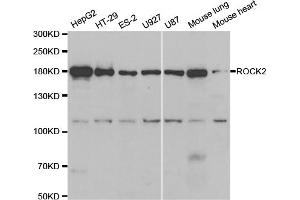 Western blot analysis of extracts of various cell lines, using ROCK2 antibody. (ROCK2 antibody)