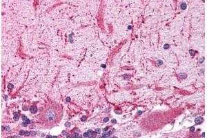 Human Brain, Cerebellum (formalin-fixed, paraffin-embedded) stained with GRIK2 antibody ABIN214767 at 5 ug/ml followed by biotinylated goat anti-rabbit IgG secondary antibody ABIN481713, alkaline phosphatase-streptavidin and chromogen. (GRIK2 antibody  (AA 652-701))
