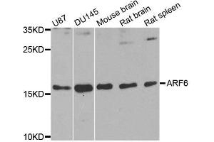 Western blot analysis of extracts of various cell lines, using ARF6 antibody. (ARF6 antibody  (AA 1-175))