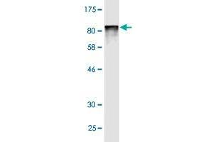 Western Blot detection against Immunogen (79. (HSPBAP1 antibody  (AA 1-488))