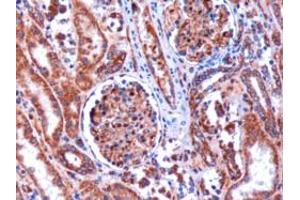 ABIN184774 (1µg/ml) staining of paraffin embedded Human Kidney. (KIF5B antibody  (C-Term))