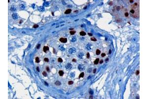 KPNA4 polyclonal antibody  (3 ug/mL) staining of paraffin embedded human testis. (KPNA4 antibody  (C-Term))