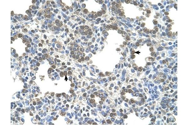 SLC26A5 antibody