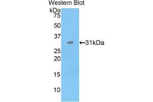 Western Blotting (WB) image for anti-Protein Disulfide Isomerase Family A, Member 3 (PDIA3) (AA 162-416) antibody (ABIN1860170) (PDIA3 antibody  (AA 162-416))