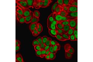 Immunofluorescence Analysis of PFA-fixed MCF-7 cells labeled withFOXA1 Monoclonal Antibody (FOXA1/1518)followed by goat anti- mouse IgG-CF488. (FOXA1 antibody  (AA 372-472))