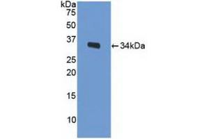 Western blot analysis of recombinant Mouse LRP1. (LRP1 antibody  (AA 692-962))