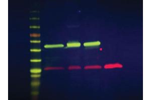 Simultaneous detection of α-tubulin and GFP on a single blot using -labeled secondary antibody conjugates. (DyLight™ Multiplex 649/488 Duo Western Blot Kit)