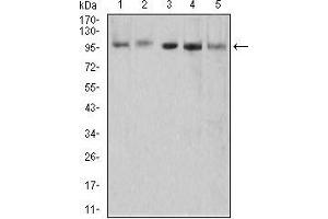 Western blot analysis using XRN2 mouse mAb against HEK293 (1), NTERA-2 (2), LNcap (3), HepG2 (4), and PC-3 (5) cell lysate.