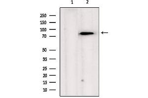 Western blot analysis of extracts from hela, using TRAP1  Antibody. (TRAP1 antibody  (Internal Region))