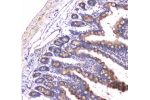 IHC testing of FFPE rat small intestine tissue with RAB27A antibody at 1ug/ml. (RAB27A antibody)