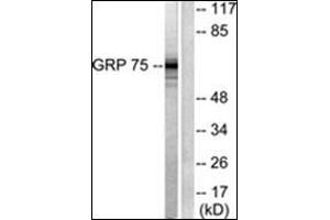 Western blot analysis of extracts from COS7 cells, using GRP75 Antibody. (HSPA9 antibody  (C-Term))