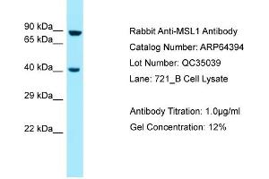 Western Blotting (WB) image for anti-Male-Specific Lethal 1 Homolog (MSL1) (Middle Region) antibody (ABIN2789827) (MSL1 antibody  (Middle Region))