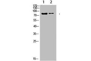 Western Blot analysis of 1,hela 2,3T3 cells using primary antibody diluted at 1:500(4 °C overnight). (COL8a2 antibody  (AA 611-660))