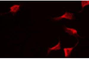 ABIN6275365 staining Hela by IF/ICC. (SERPINA5 antibody  (Internal Region))