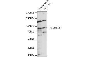 Western blot analysis of extracts of various cell lines, using PCDHB16 antibody (ABIN6291191) at 1:1000 dilution.