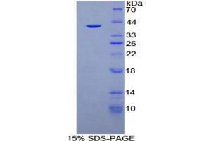 SDS-PAGE analysis of Human Apolipoprotein A2 Protein. (APOA2 Protein)