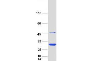 Validation with Western Blot (N6AMT2 Protein (Myc-DYKDDDDK Tag))
