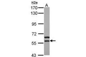 Image no. 1 for anti-Megakaryocyte-Associated tyrosine Kinase (MATK) (AA 250-464) antibody (ABIN1499325) (MATK antibody  (AA 250-464))