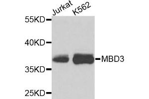 Western blot analysis of extracts of various cell lines, using MBD3 antibody (ABIN5971257) at 1/1000 dilution. (MBD3 antibody)