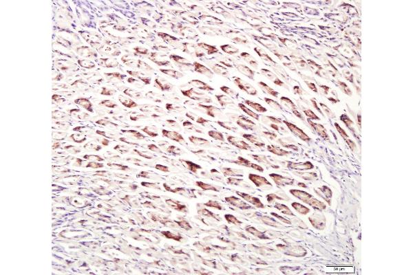 UNC5B antibody  (AA 188-260)