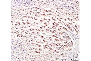 Paraformaldehyde-fixed, paraffin embedded mouse stomach, Antigen retrieval by boiling in sodium citrate buffer (pH6. (UNC5B antibody  (AA 188-260))
