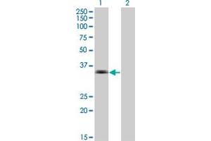 Western Blot analysis of MSI2 expression in transfected 293T cell line by MSI2 monoclonal antibody (M16), clone 2D7. (MSI2 antibody  (AA 1-328))