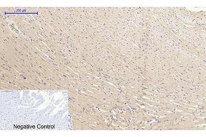Immunohistochemical analysis of paraffin-embedded rat heart tissue. (EIF2A antibody)