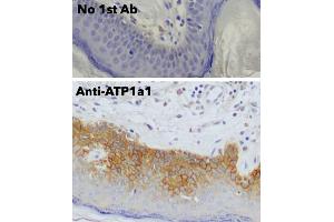 Immunohistochemistry (IHC) image for anti-Sodium Potassium ATPase, alpha1 (ATP1A1) (N-Term) antibody (ABIN7272975) (ATP1A1 antibody  (N-Term))