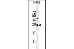GAL Antibody (Center) (ABIN655055 and ABIN2844684) western blot analysis in K562 cell line lysates (35 μg/lane). (GAL antibody  (AA 48-79))