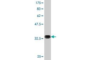 Western Blot detection against Immunogen (36. (AMPD2 antibody  (AA 86-185))
