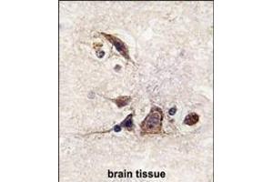 Formalin-fixed and paraffin-embedded human brain tissue reacted with JUN Antibody  g , which was peroxidase-conjugated to the secondary antibody, followed by DAB staining. (C-JUN antibody  (AA 221-250))