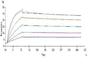 Human CDCP1, His Tag captured on CM5 Chip via anti-His antibody can bind Anti-CDCP1 Antibody, hFc Tag with an affinity constant of 0. (CDCP1 Protein (His tag))