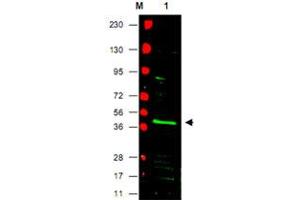 Western blot using PPARG polyclonal antibody  shows detection of PPARG protein in a mouse NIH/3T3 whole cell lysate (Lane 1 arrowhead). (PPARG antibody  (N-Term))