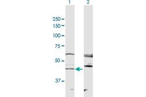 Western Blot analysis of RRS1 expression in transfected 293T cell line by RRS1 MaxPab polyclonal antibody. (RRS1 antibody  (AA 1-365))