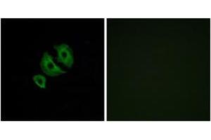 Immunofluorescence analysis of A549 cells, using OR10J6 Antibody. (OR10J6P antibody  (AA 227-276))