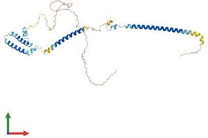 AlphaFold protein structure predicition of Mouse Recombinant Dsn1 Protein, UniprotID Q9CYC5