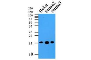 Western Blotting (WB) image for anti-Small Ubiquitin Related Modifier 2 (SUMO2) (AA 1-93), (N-Term) antibody (ABIN492387)