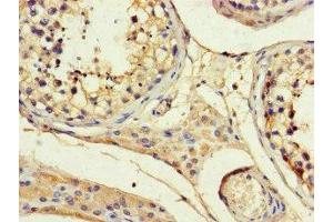 Immunohistochemistry of paraffin-embedded human testis tissue using ABIN7144100 at dilution of 1:100 (ANGPTL1 antibody  (AA 24-289))