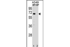 Western blot analysis of ASB3 Antibody (N-term) Pab (ABIN1539061 and ABIN2848449) pre-incubated without(lane 1) and with(lane 2) blocking peptide in A549 cell line lysate. (ASB3 antibody  (N-Term))