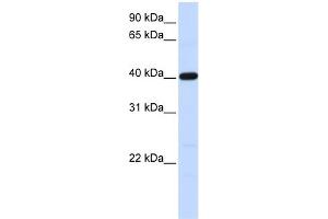 WB Suggested Anti-TMOD3 Antibody Titration: 0. (TMOD3 antibody  (N-Term))