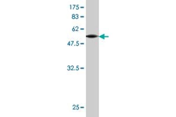 Connexin 31 antibody  (AA 1-270)