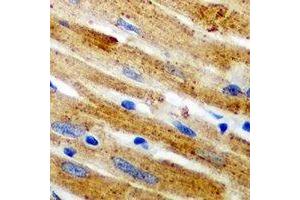 Immunohistochemical analysis of Calpain 1 staining in mouse heart formalin fixed paraffin embedded tissue section. (CAPN1 antibody)