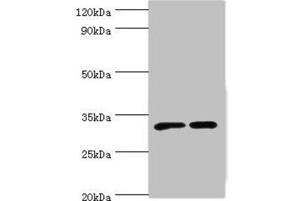 SLC25A15 antibody  (AA 1-301)