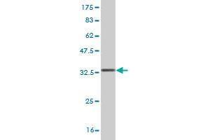 CEP250 antibody  (AA 141-240)