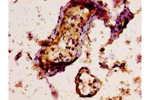 IHC image of ABIN7171577 diluted at 1:300 and staining in paraffin-embedded human testis tissue performed on a Leica BondTM system. (TAF15 antibody  (AA 93-206))