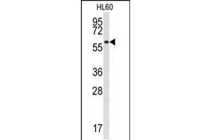Western blot analysis of anti-SRMS Antibody in HL60 cell line lysates (35ug/lane)
