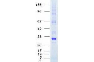 Western Blotting (WB) image for Proto-Oncogene Pim-2 (Serine Threonine Kinase) (PIM2) protein (Myc-DYKDDDDK Tag) (ABIN2728992)