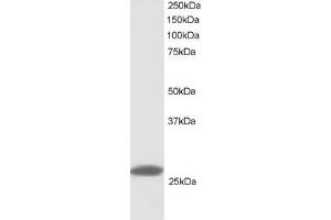 Western Blotting (WB) image for anti-Tumor Necrosis Factor (Ligand) Superfamily, Member 13 (TNFSF13) (C-Term) antibody (ABIN2465418) (TNFSF13 antibody  (C-Term))