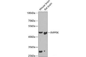 Western blot analysis of extracts of various cell lines using INPP5K Polyclonal Antibody at dilution of 1:1000. (INPP5K antibody)