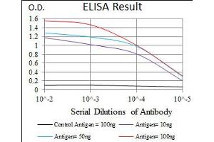 Image no. 4 for anti-CCAAT/enhancer Binding Protein (C/EBP), alpha (CEBPA) antibody (ABIN1497468) (CEBPA antibody)